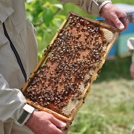 honeycomb with bee bread. bees pack honeycomb with bee bread