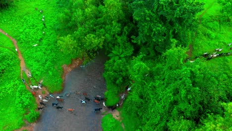 Cabra-Cruzando-La-Hierba-Del-Río-Con-El-Maestro-En-La-Vista-De-Pájaro-Del-Dron-Jungal