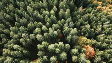 Explore-La-Fascinante-Belleza-Del-Otoño-Con-Impresionantes-Imágenes-Aéreas-De-Drones-Que-Capturan-Los-Colores-Vibrantes-Y-Los-Paisajes-Serenos-De-Un-Bosque-Tranquilo-En-Otoño.