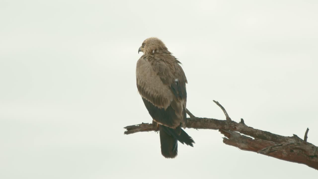 vista trasera del águila esteparia sentada en la rama del árbol