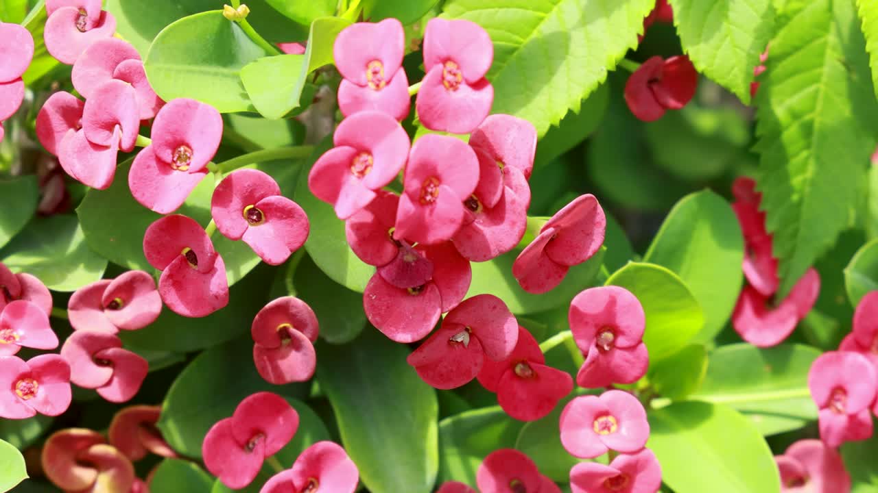 Bright pink Crown of Thorns flowers amidst lush green leaves in natural sunlight, creating a vivid and lively garden scene