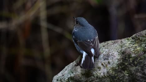 Plumbeous-Water-Redstart,-Phoenicurus-fuliginosus