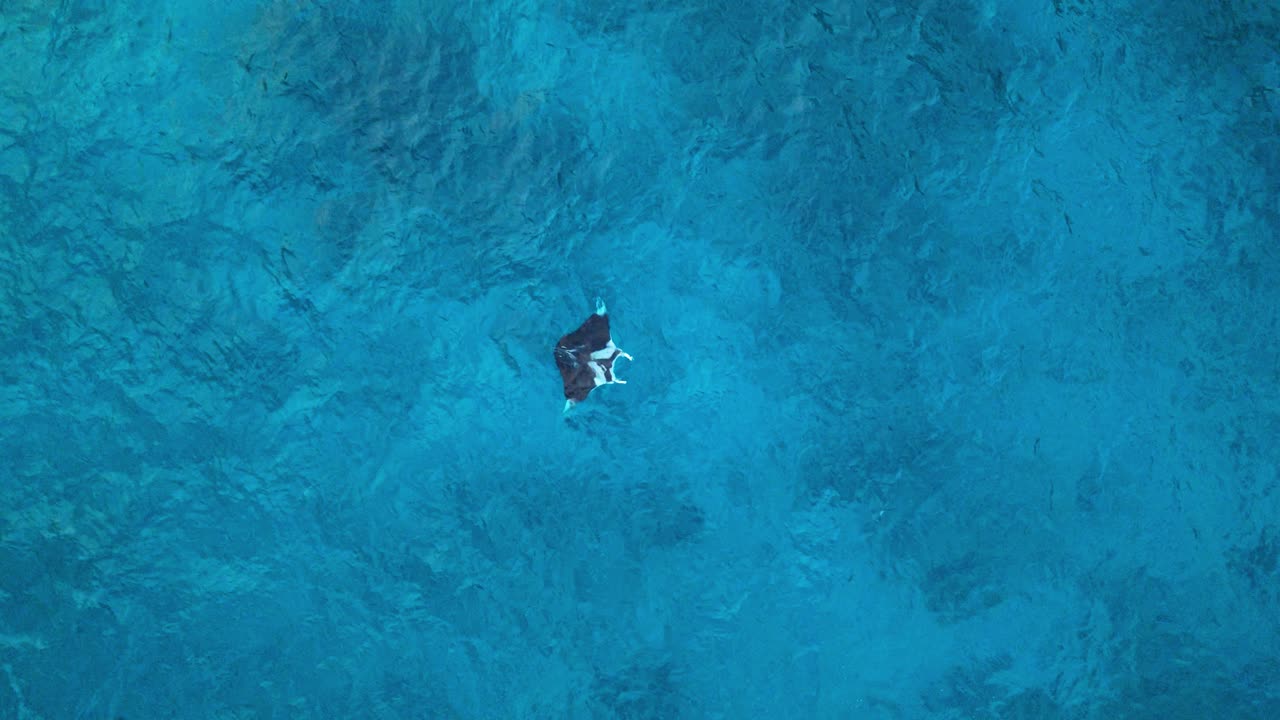 la carismática manta raya nada en el agua cristalina del océano azul del caribe, visión general aérea de drones