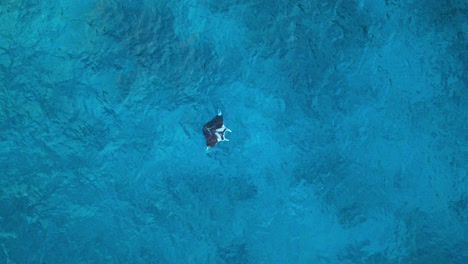 Charismatic-manta-ray-swims-in-crystal-clear-Caribbean-blue-ocean-water,-aerial-drone-overview