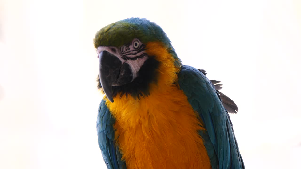 foto de retrato de guacamayo azul y amarillo al aire libre contra el cielo brillante en la naturaleza - primer plano