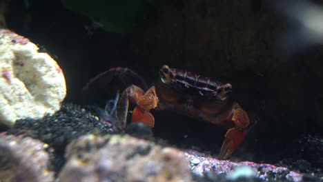 un cangrejo de garra roja gira y se limpia los ojos con las mandíbulas de la boca