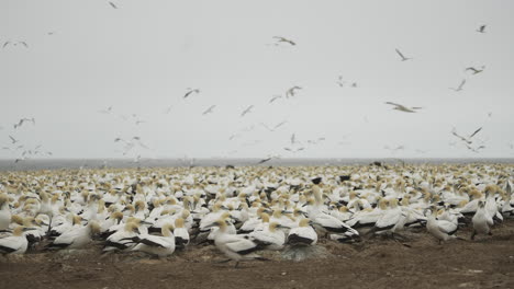 seabird protected wildlife reserve with thousands of nesting cape gannet birds