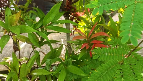 Plantas-Verdes-En-El-Jardín-Arrastradas-Por-El-Viento