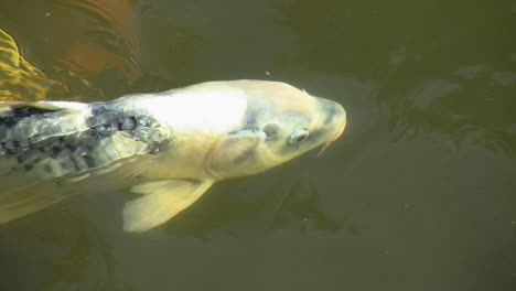 Close-up-of-black-and-white-koi-swimming-near-surface-of-pond-in-search-of-food