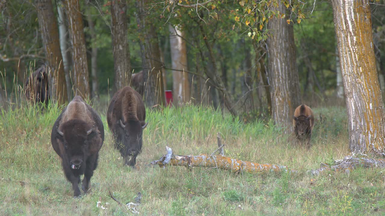 Mandria di bisonti esce dalla foresta settentrionale per inoltrarsi in un prato autunnale nebbioso