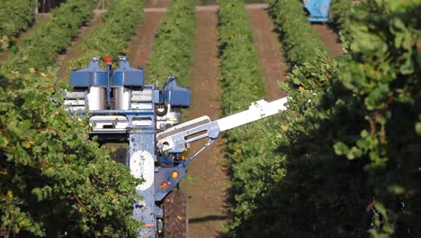 tiro largo de la recolección de la máquina durante la cosecha en un viñedo de ava del valle de santa ynez de california 2