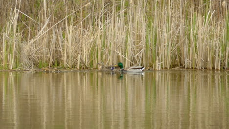 Panorama-Del-Pato-Mallard-Y-Sus-Crías,-Flotando-En-Aguas-Tranquilas-De-Humedales,-Frente-A-Arbustos-Secos