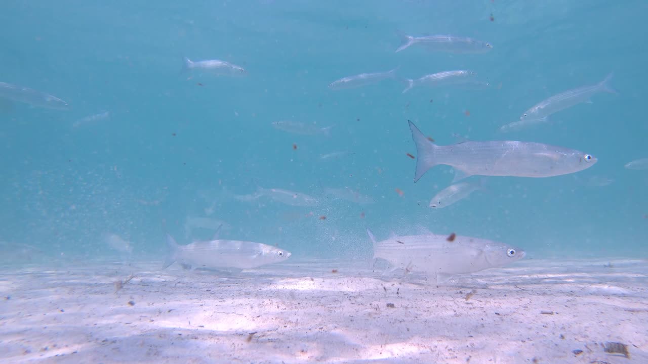 백그라운드에서 태양과 alcudia에서 스페인 마요르카 해안에서 지중해에 작은 물고기 학교의 수중보기
