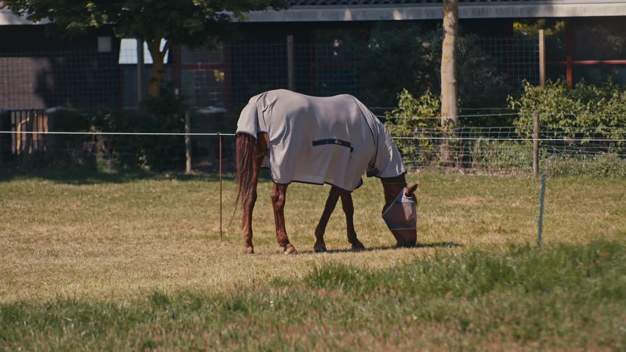 A horse animal livestock is grazing outside on a sunny day with filmic digital film look style