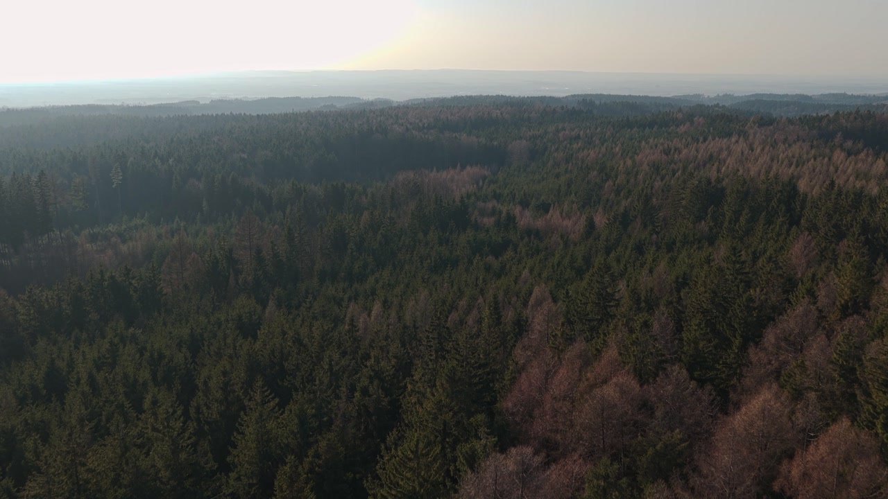 A dark coniferous forest seen from the air on a sunny day. Wild nature in Europe