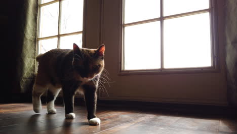 un ángulo bajo de un hermoso gato calico caminando directamente hacia una cámara