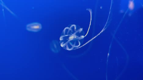 sea gooseberry jellyfish underwater showing off its colorful bioluminescent light