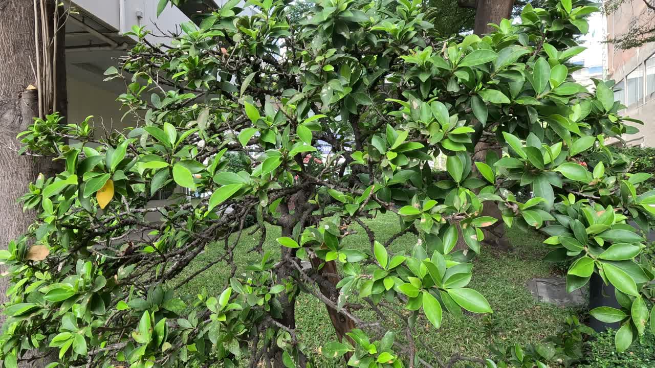 el lapso de tiempo del crecimiento y el cambio de un árbol.