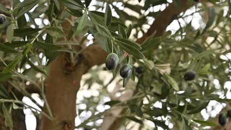 artificial realistic olive tree, plant with olives on it