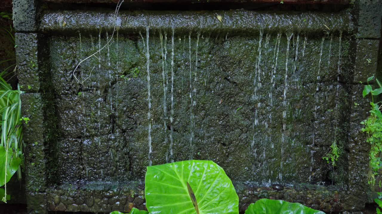 pared con agua cayendo y algunas plantas en cámara lenta
