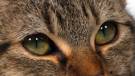 brown tabby domestic cat on white background, close-up of eyes, real time 4k