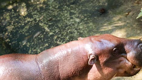 hipopótamo pigmeo comiendo en el zoológico de khao kheow