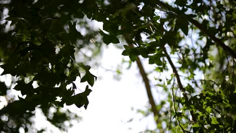 Sonnenlicht-Durch-Blätter-Im-Wind,-Zeitlupenaufnahme-An-Einem-Sonnigen,-Windigen-Tag