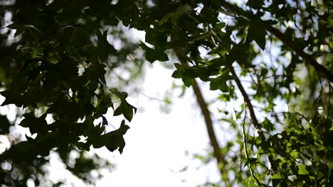 luz del sol a través de las hojas en el viento cámara lenta en un día soleado y ventoso