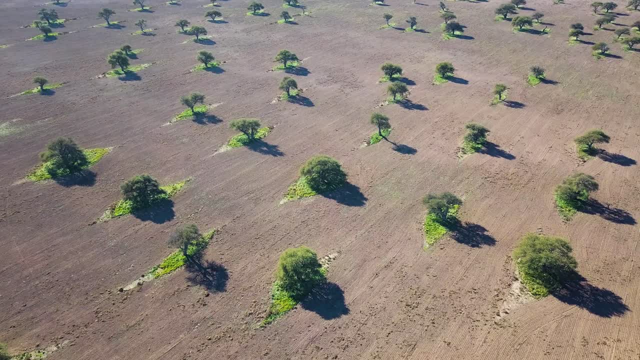 Aerial View Of Cluster Of Trees, Grove Orchard Landscape.