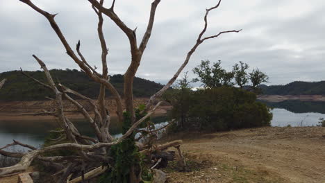 dead tree on the board of a drainage basin in the south or portugal