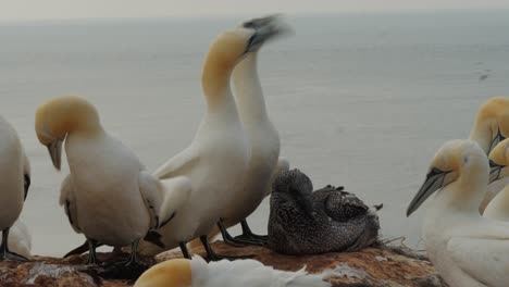pájaros de alcatraces blancos que muestran gestos y sacuden la cabeza y los picos, vista estática