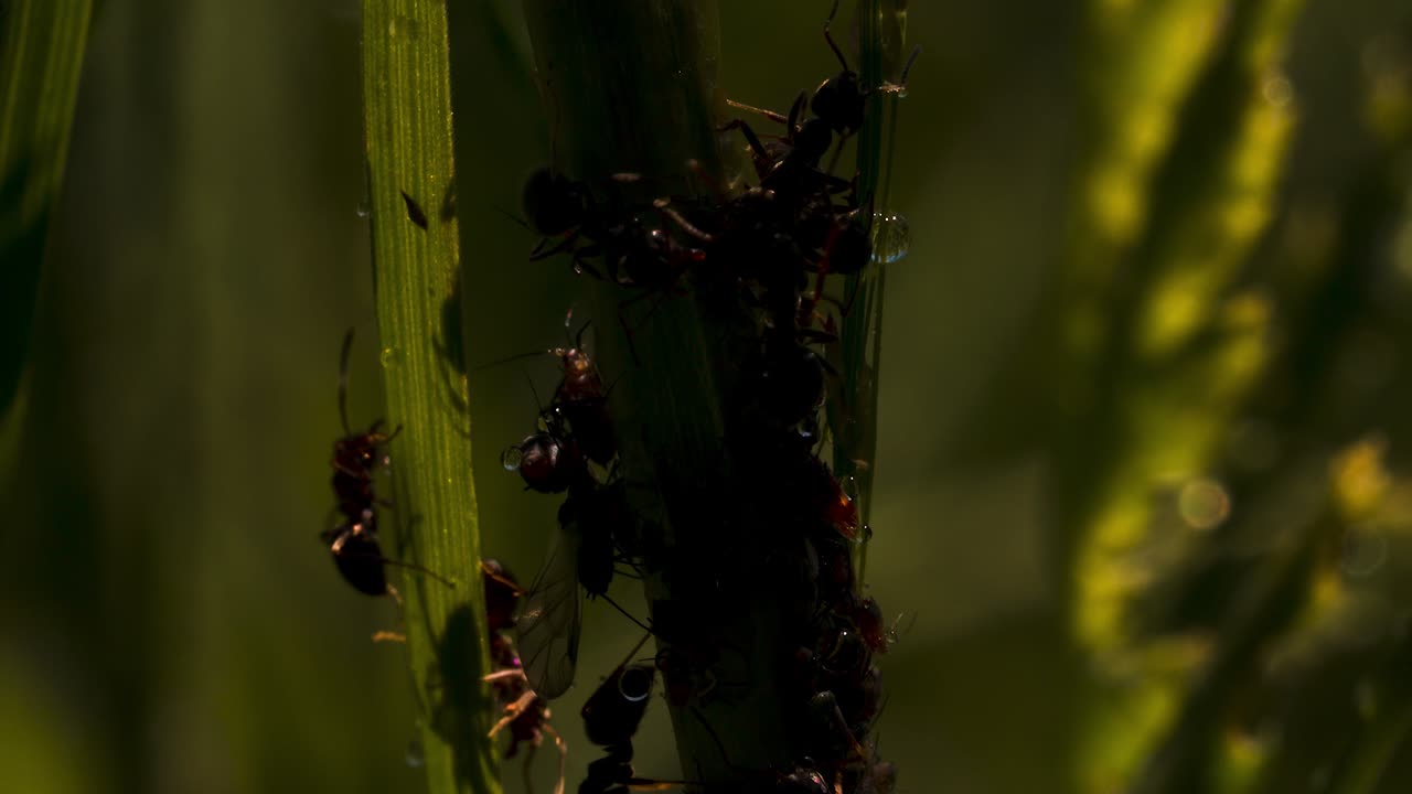 풀 줄기 에 있는 개미 들