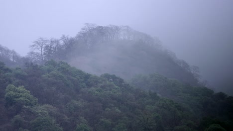 Hermosa-Foto-Del-Bosque-Temprano-En-La-Mañana