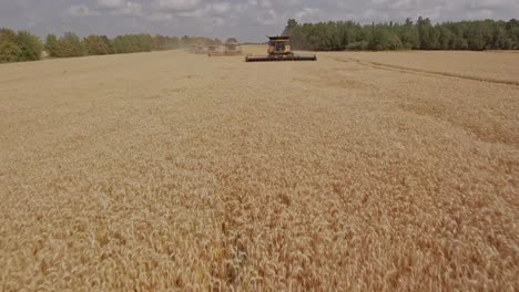 Un-Grupo-De-Cosechadoras-Trabajando-Al-Unísono-Recogiendo-Trigo-En-Un-Campo-De-Trigo-Dorado