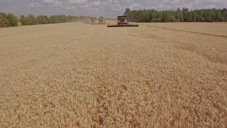 un grupo de cosechadoras que trabajan al unísono recogiendo trigo en un campo de trigo dorado