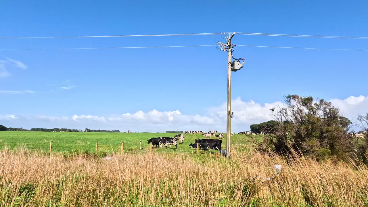 은 날 들 과 소 를 지나가는 것