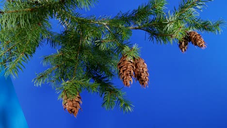 circling pine branches and cones bluescreen for compositing