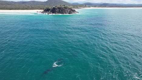 Ballena-Jorobada-Nadando-Y-Soplando-Agua