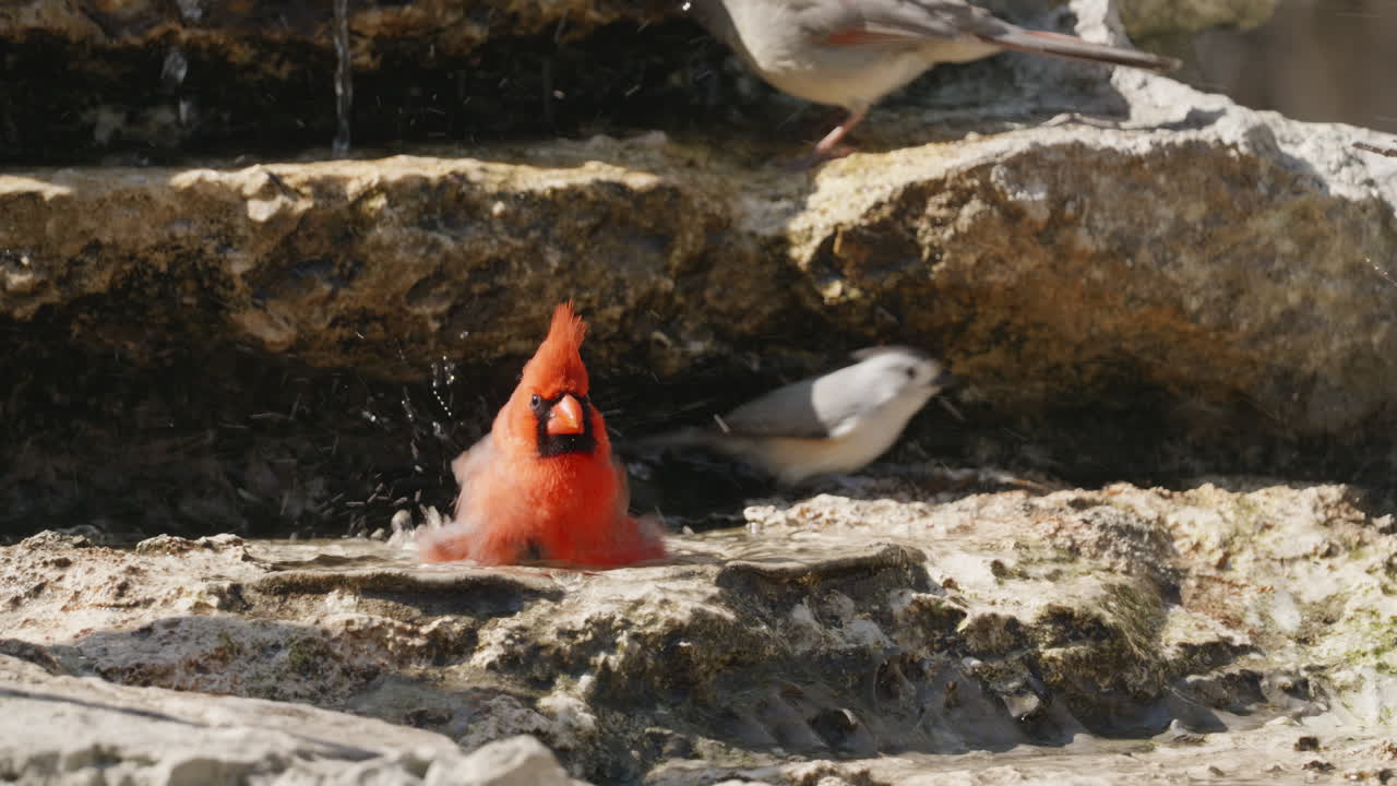 Northern Cardinal bathing in a pool of water with other birds - Cardinalis cardinalis
