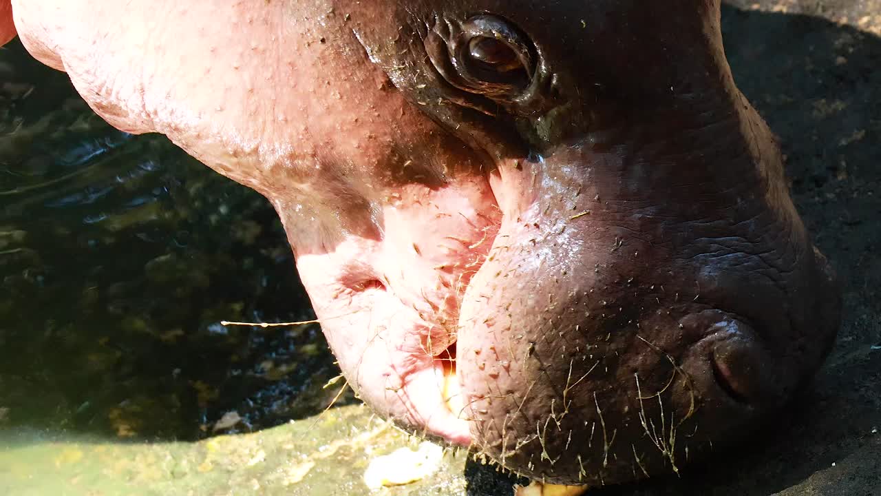 hipopótamo pigmeo interactuando con su entorno