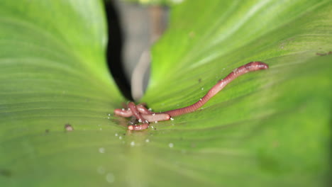 lombrices de tierra arrastrándose sobre una enorme hoja verde suave en el bosque tropical