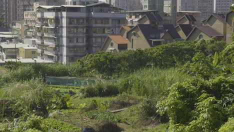 urban farming on the outskirts of taipei – tilt-up shot