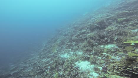 un arrecife de coral de aguas profundas, que muestra la impresionante diversidad de corales en las aguas azules claras de raja ampat en indonesia y causa talasofobia