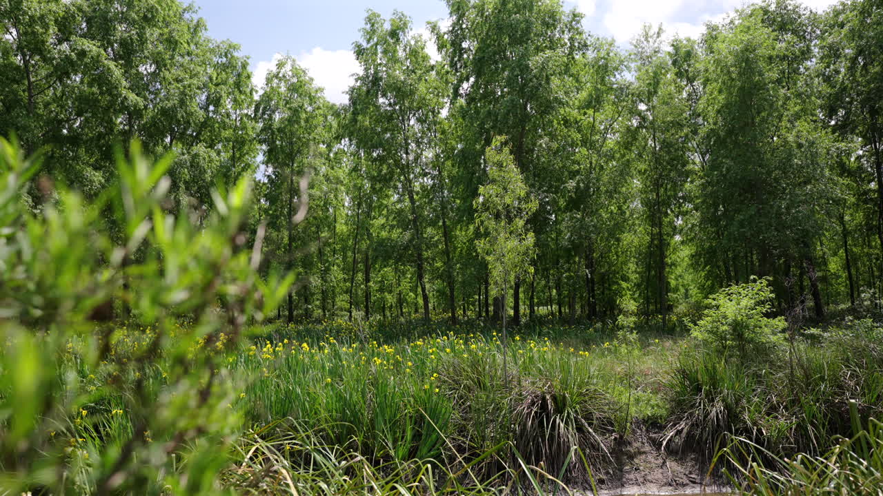 Sunlight piercing through trees in dense green wetland ditch environment, Paraná Delta, Argentina.
