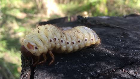 Gran-Larva-Blanca-Caminando-Lentamente-Y-Cayendo-De-Un-Tronco-De-árbol