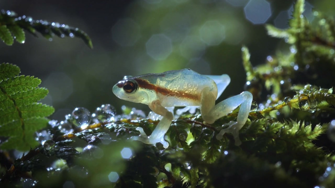 Climbing small glass frog pausing then lifting limb, stepping along moss ridge to move, fern bokeh