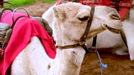 Profile shot of geared up camel lying down annoyed by flies on face on farm