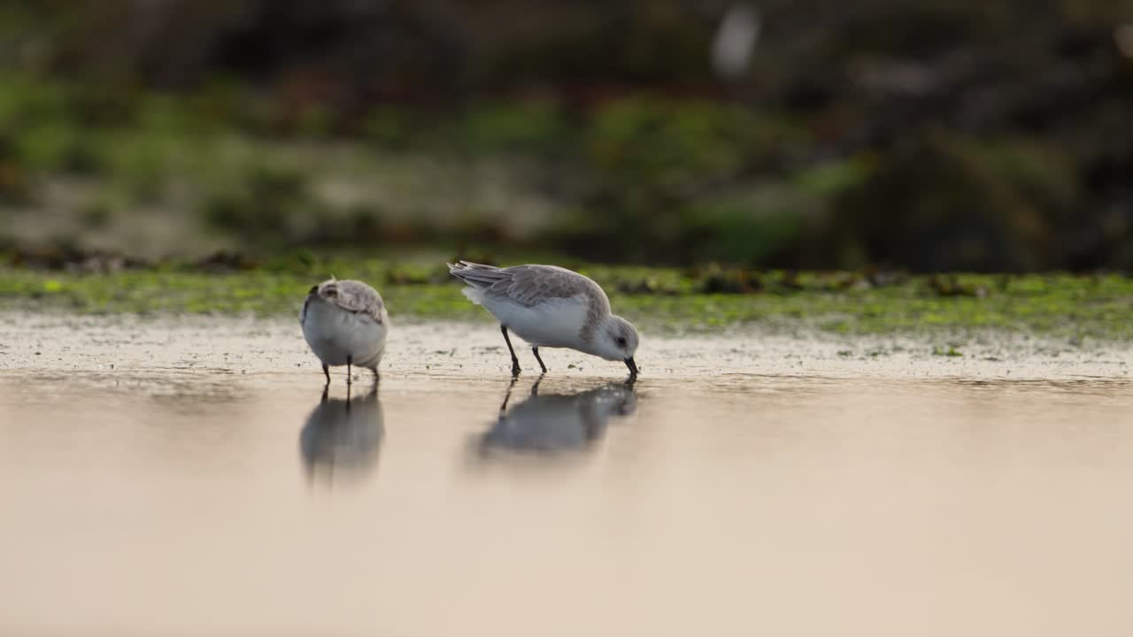 Cinematic low angle reflection in intertidal zone pool of sanderlings foraging