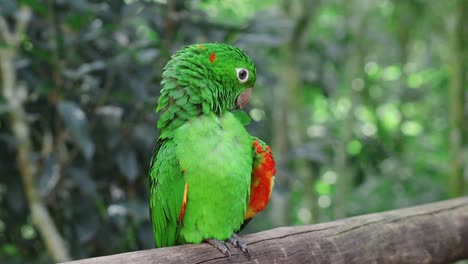 beautiful and colorful green parrot grooming itself in a branch