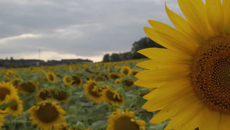 Bandeja-De-Primer-Plano-Derecha-En-Cámara-Lenta-Sobre-La-Cabeza-De-Un-Girasol-En-Un-Campo,-Al-Final-De-Un-Día-Nublado